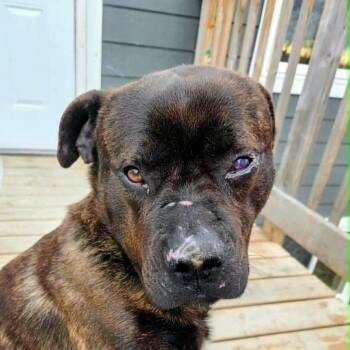Boxer Dogs Available for Adoption in Niagara Falls, Ontario - Little D (20260505-03) | PetCurious