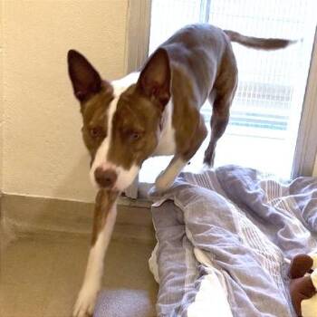 Tim Curry -  Mixed Breed Dog for Adoption in Asheville, North Carolina - Tim Curry | PetCurious
