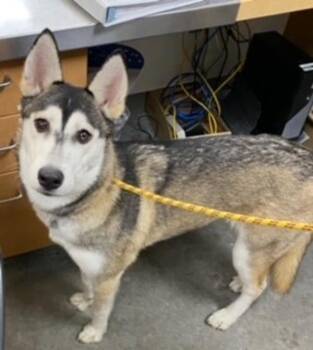 Everest -  Mixed Breed Dog for Adoption in Spokane Valley, Washington - Everest | PetCurious
