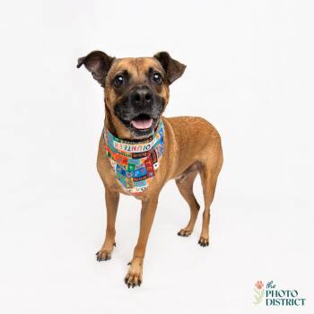 Rescue Black Mouth Cur Dogs for Adoption in Manhasset, New York - Hank | PetCurious