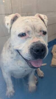 Mixed Breed Dogs Available for Adoption - TIDOS | PetCurious