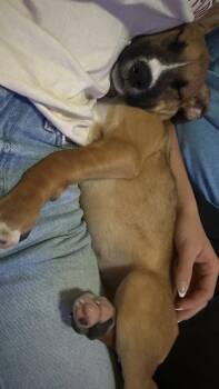 Black Mouth Cur Dogs Available for Adoption in The Woodlands, Texas - Butter | PetCurious