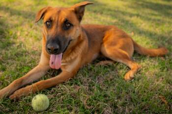 Shepherd and Mixed Breed Dogs Available for Adoption in Cedar Rapids, Iowa - Marcella | PetCurious