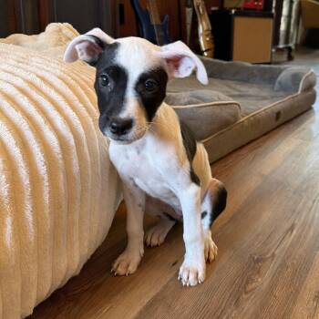 Cookie -  Jack Russell Terrier and Beagle Dog for Adoption - Cookie | PetCurious