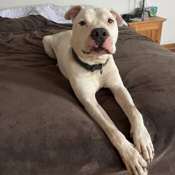 Sachi -  Dogo Argentino and Pit Bull Terrier Dog for Adoption in Georgetown, Texas - Sachi | PetCurious