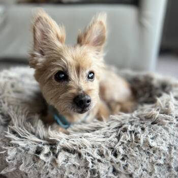 Rescue Pomeranian Dogs for Adoption in Northbrook, Illinois - Gibby | PetCurious