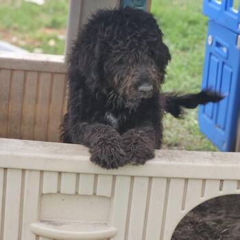 Minnie D12764 -  Bernese Mountain Dog and Saint Bernard Dog for Adoption - Minnie D12764 | PetCurious