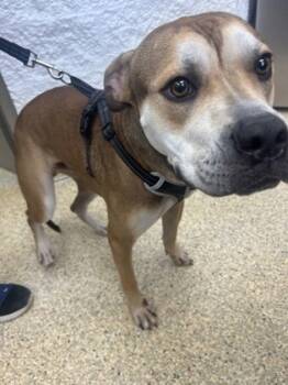 Rescue Boxer and Mixed Breed Dogs for Adoption in Houston, Texas - GRAHAM | PetCurious