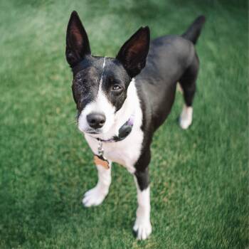 Border Collie and Terrier Dogs Available for Adoption in San Diego, California - Monet | PetCurious