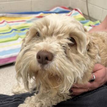 Canelo -  Mixed Breed Dog for Adoption in Murray, Utah - Canelo | PetCurious