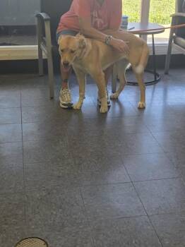 SKY -  Golden Retriever Dog for Adoption in Casper, Wyoming - SKY | PetCurious