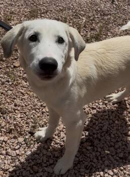 Rescue Husky Dogs for Adoption in Payson, Arizona - Thumper | PetCurious