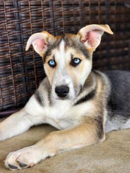 Husky and Shepherd Dogs Available for Adoption - Girly Pop | PetCurious