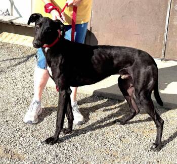 Rescue Greyhound and Lurcher Dogs for Adoption in Indianapolis, Indiana - Onyx | PetCurious