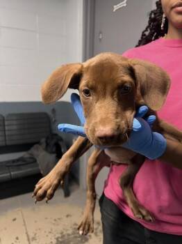 BEAN -  Pit Bull Terrier and Mixed Breed Dog for Adoption in Tallahassee, Florida - BEAN | PetCurious