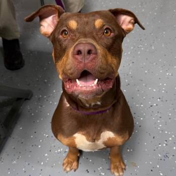 Valencia -  Pit Bull Terrier and Mixed Breed Dog for Adoption in Tuscaloosa, Alabama - Valencia | PetCurious