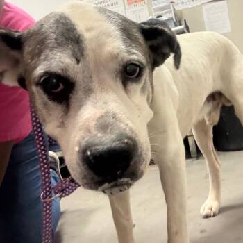 Simpson -  Boxer and Mixed Breed Dog for Adoption in Yuma, Arizona - Simpson | PetCurious