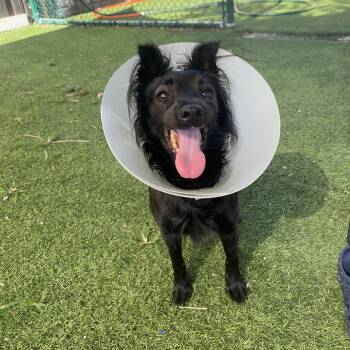 Pebbles -  Mixed Breed Dog for Adoption in Loxahatchee Groves, Florida - Pebbles | PetCurious