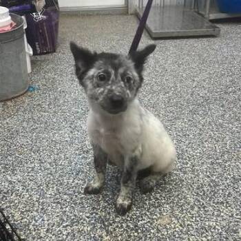 Buffy -  Australian Shepherd and Mixed Breed Dog for Adoption in Dover, Arkansas - Buffy | PetCurious