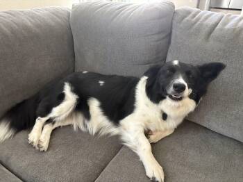 Georgia -  Border Collie and Corgi Dog for Adoption in San Diego, California - Georgia | PetCurious