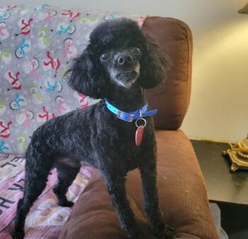Rescue Miniature Poodle Dogs for Adoption in Columbia, South Carolina - Zeus | PetCurious