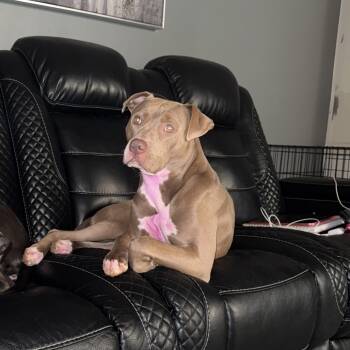 Rescue American Bulldog Dogs for Adoption in Lynchburg, Virginia - Fendi | PetCurious