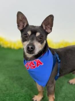 Beto-One of our Amazing Rescue Dogs -  Chihuahua and Miniature Pinscher Dog for Adoption in Carlsbad, California - Beto-One Of Our Amazing Rescue Dogs | PetCurious