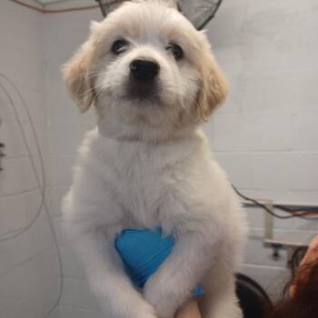 Great Pyrenees and Retriever Dogs Available for Adoption in Hattiesburg, Mississippi - Galadriel | PetCurious
