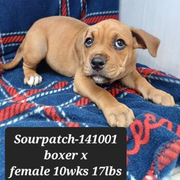 SourPatch -  Boxer and Pit Bull Terrier Dog for Adoption in New Tazewell, Tennessee - SourPatch | PetCurious