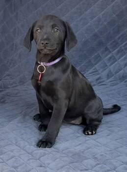 Labrador Retriever Dogs Available for Adoption - Ruffles (F) | PetCurious