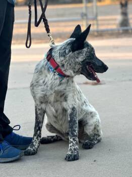 Owen -  Australian Cattle Dog Blue Heeler Dog for Adoption in Paso Robles, California - Owen | PetCurious