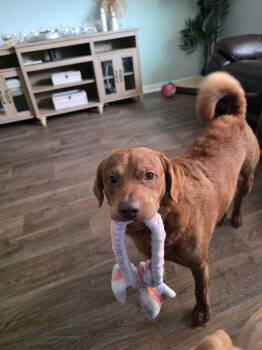 Levi -  Chesapeake Bay Retriever Dog for Adoption in St. Augustine, Florida - Levi | PetCurious