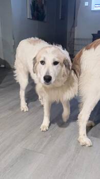 Betty -  Great Pyrenees Dog for Adoption in Euless, Texas - Betty | PetCurious