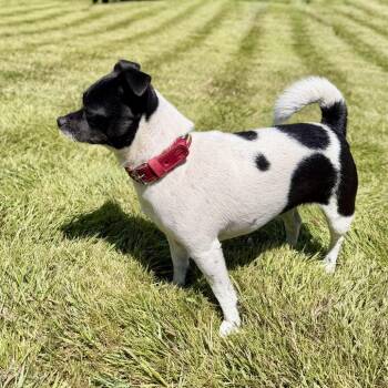 panin -  Chihuahua and Mixed Breed Dog Available for Adoption in Bellingham, Washington - Panin | PetCurious
