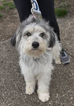 Terrier Dogs Available for Adoption in Wantagh, New York - Tipsy | PetCurious