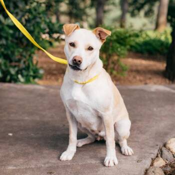 Labrador Retriever Dogs Available for Adoption in Pacifica, California - Demi | PetCurious