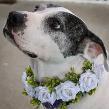 Rescue American Staffordshire Terrier Dogs for Adoption in San Antonio, Texas - Pandora | PetCurious