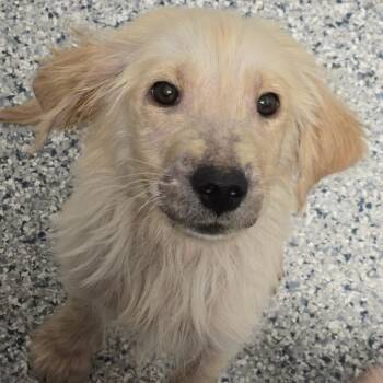 Golden Retriever Dogs Available for Adoption - Slider | PetCurious