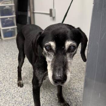 Popeye -  Mixed Breed Dog for Adoption in Greenville, South Carolina - Popeye | PetCurious