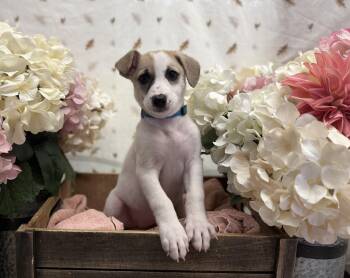Maple -  Terrier Dog for Adoption in Newberg, Oregon - Maple | PetCurious