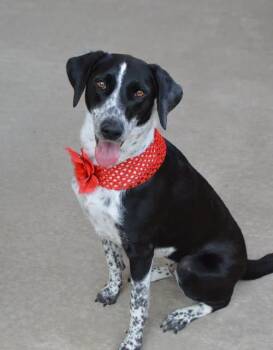 Cora -  Border Collie and Labrador Retriever Dog for Adoption in Mckinney, Texas - Cora | PetCurious