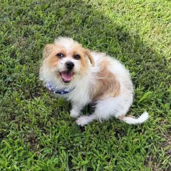 DAISY IS 13 POUNDS and needs another playful small dog -  Cairn Terrier and Terrier Dog for Adoption in Kaufman, Texas - DAISY IS 13 POUNDS And Needs Another Playful Small Dog | PetCurious