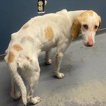 Treeing Walker Coonhound and Mixed Breed Dogs Available for Adoption in Tallahassee, Florida - MIRANDA | PetCurious