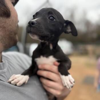 Pit Bull Terrier Dogs Available for Adoption - Sand Flea | PetCurious