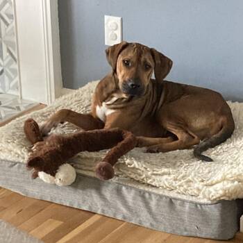Fern -  Mixed Breed Dog for Adoption - Fern | PetCurious