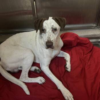 Bernie -  English Pointer and Mixed Breed Dog for Adoption in Palm Springs, California - Bernie | PetCurious