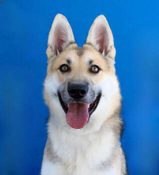 NUGGET -  German Shepherd Dog Dog for Adoption in Pasadena, California - NUGGET | PetCurious