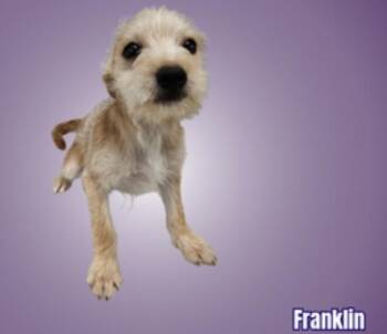 Terrier Dogs Available for Adoption in Cheektowaga, New York - Franklin | PetCurious