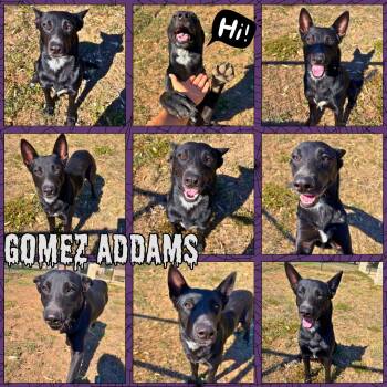 Gomez Adams -  Shepherd Dog for Adoption in Universal City, Texas - Gomez Adams | PetCurious