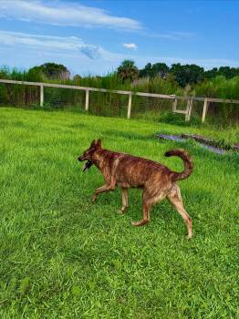 Luna -  Dutch Shepherd Dog for Adoption - Luna | PetCurious